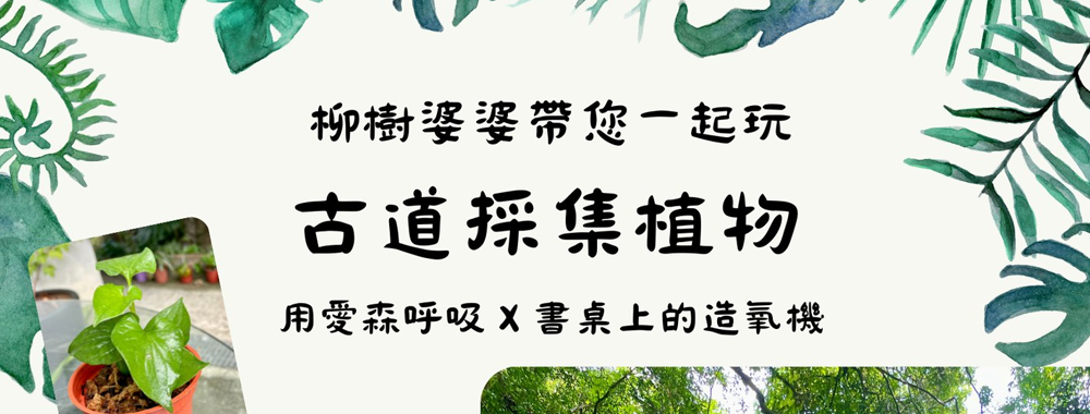 體驗課程報名 | 柳樹婆婆 - 古道採集植物 用愛森呼吸 X 書桌上的造氧機