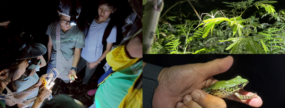 夜觀趣！跟著柳樹婆婆探訪小粗坑古道