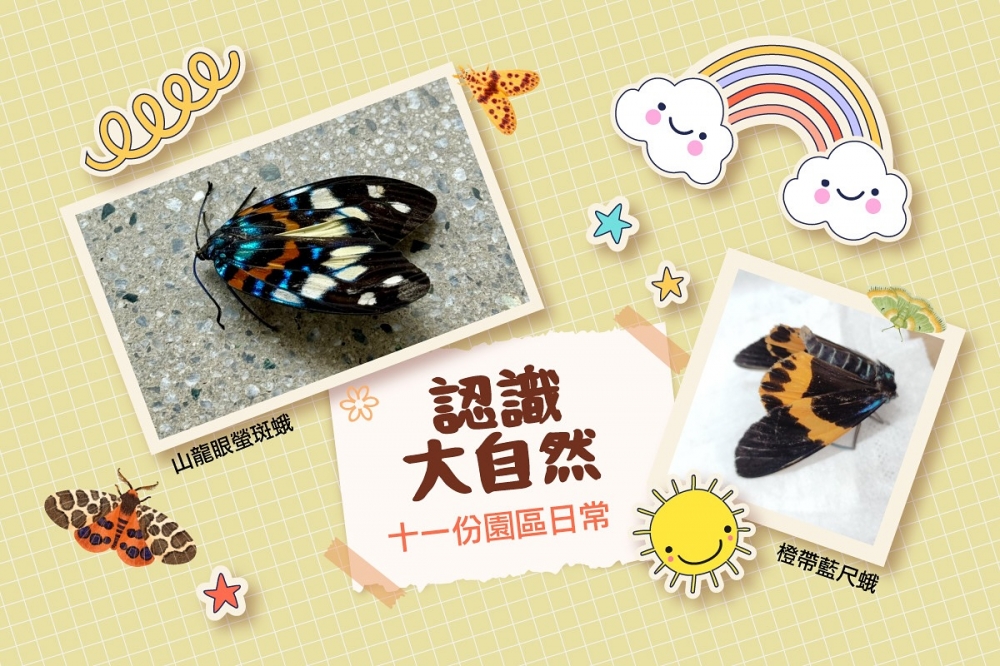 驚喜來訪者-山龍眼螢斑蛾